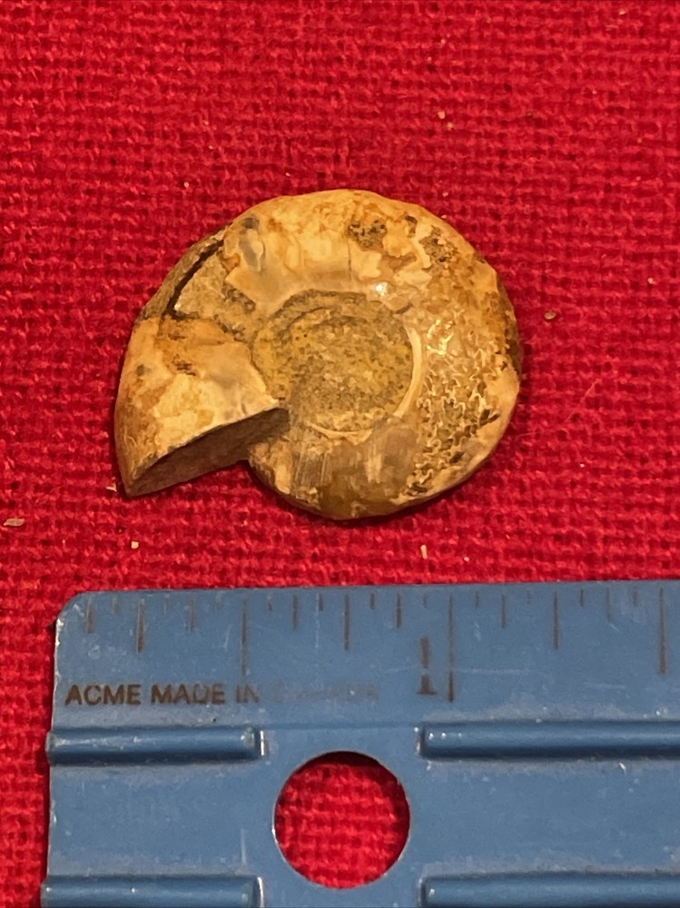 prehistoric Sea animals, Fossilized
