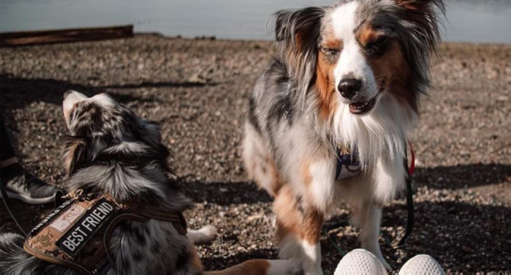 Tactical Harn for Small Medium Dogs No Pull Adjustable Pet