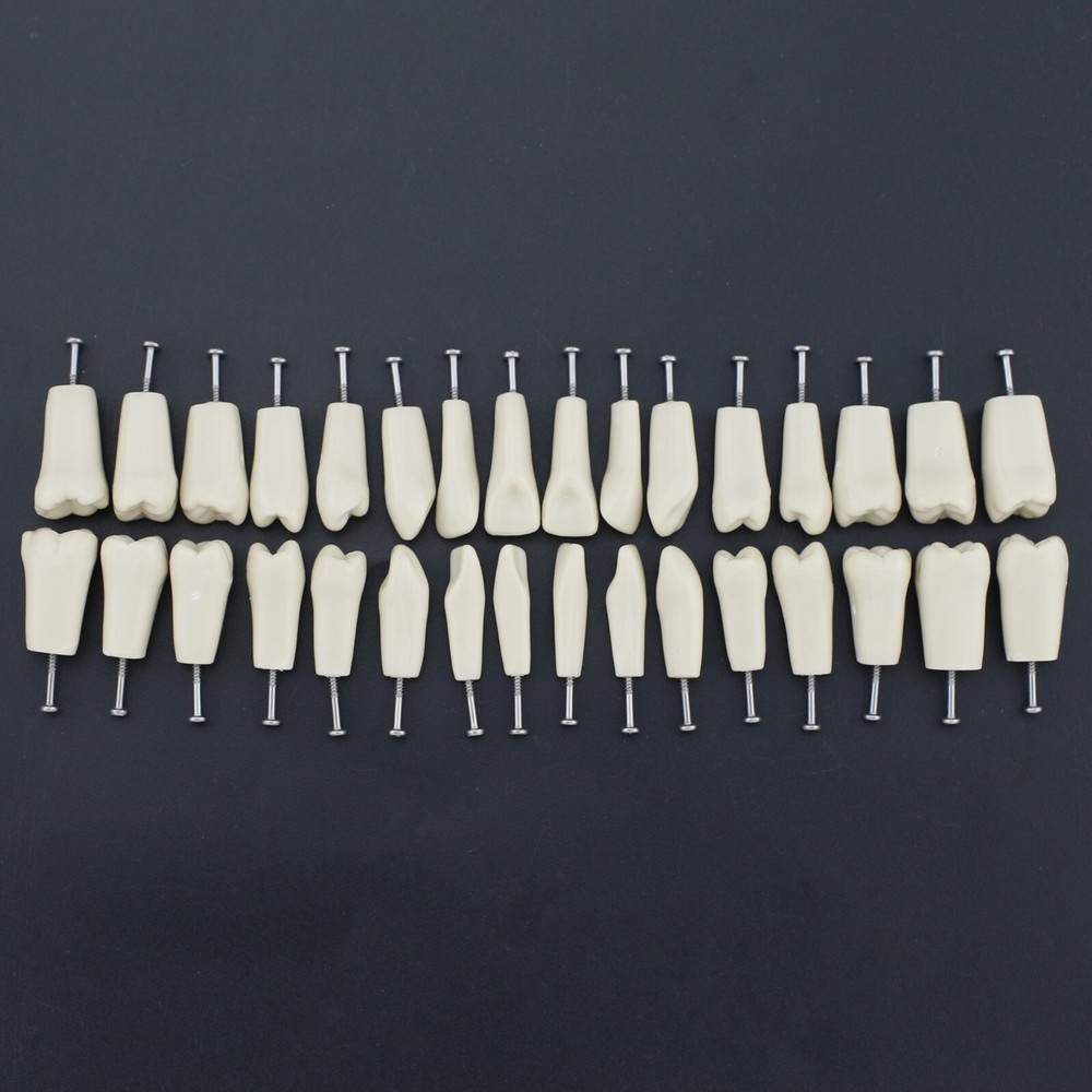 Columbia 860 Type Dental Simulation 32PCS Teeth Typodont Model Exam Teaching