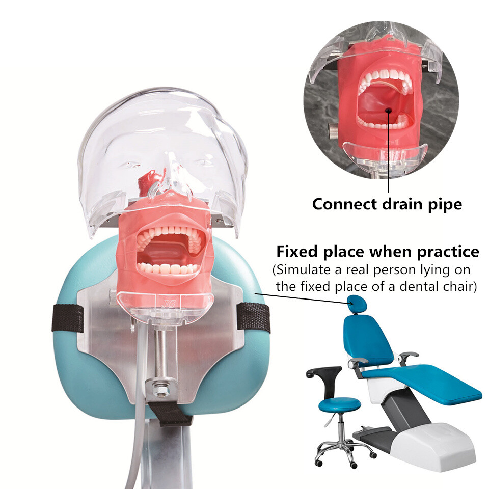 Dental Manikin Phantom Head Model Training Simulator Installed on Chair Headrest