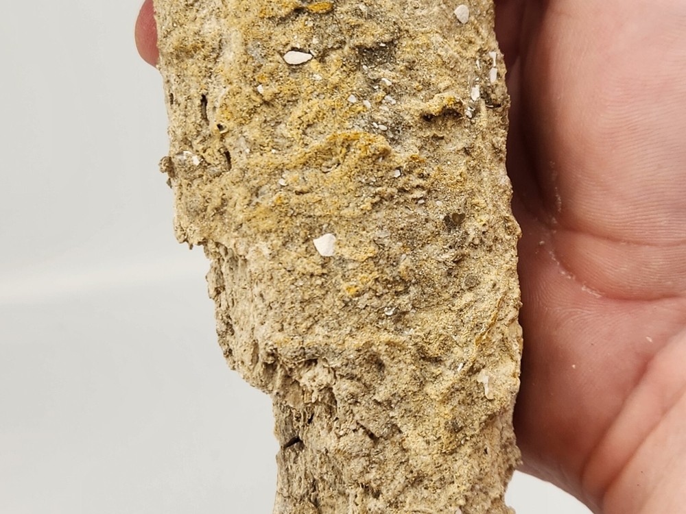 Petrified Wood Section - Florida