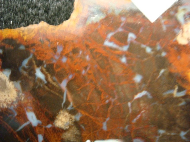 three rivers texas petrified wood slab