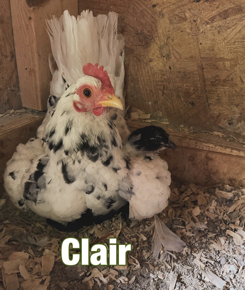 Serama Hatching Eggs 5+ Smooth and possible Frizzles