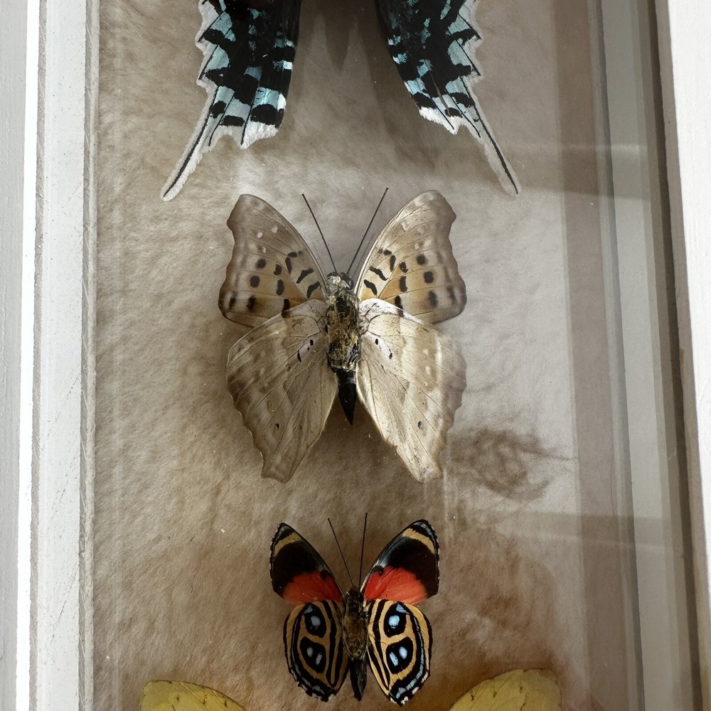 Real Framed Butterfly Specimen Display Shadow Box Swallowtail Entomology Art