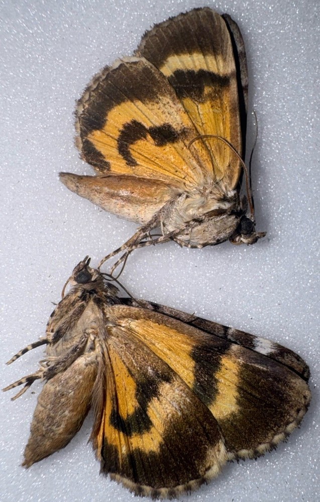 JS6 - 2 YELLOW CATACOLA UNDERWING MOTH - 4