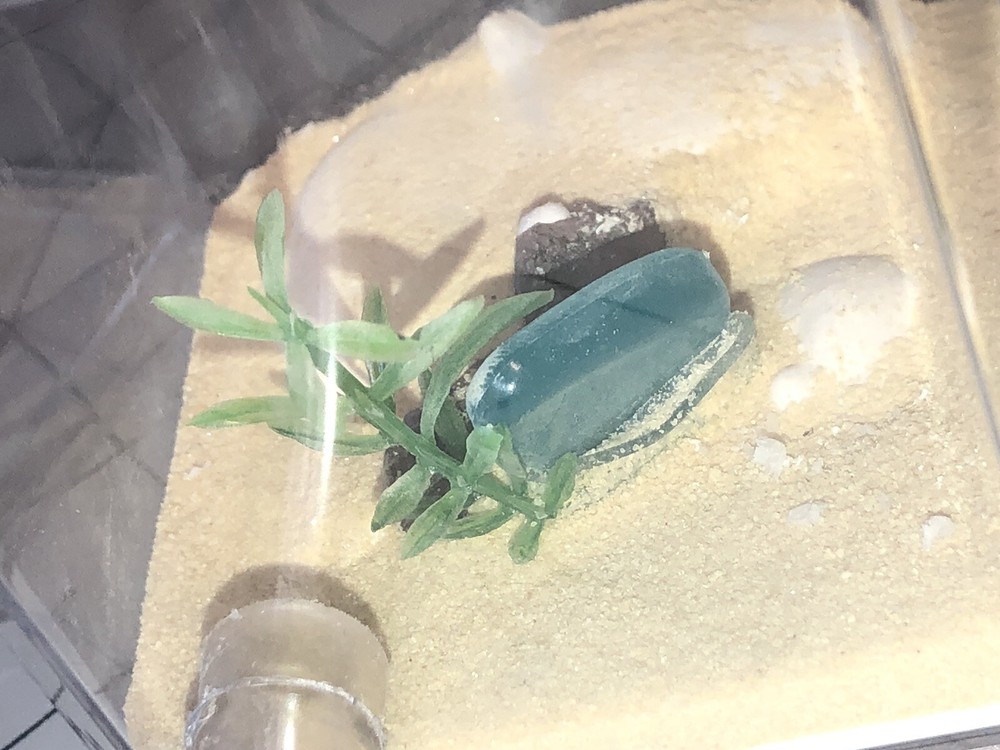 Ant queen Farm Medium Glow Rock Beach Out World