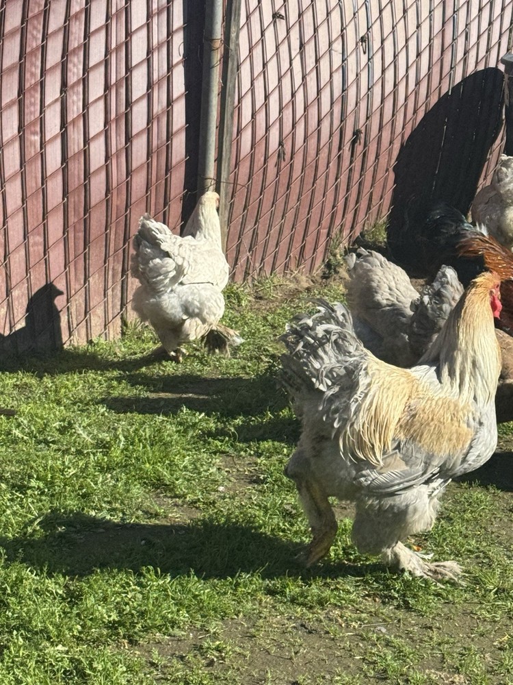 Isabella Brahma Hatching Eggs 6 Eggs