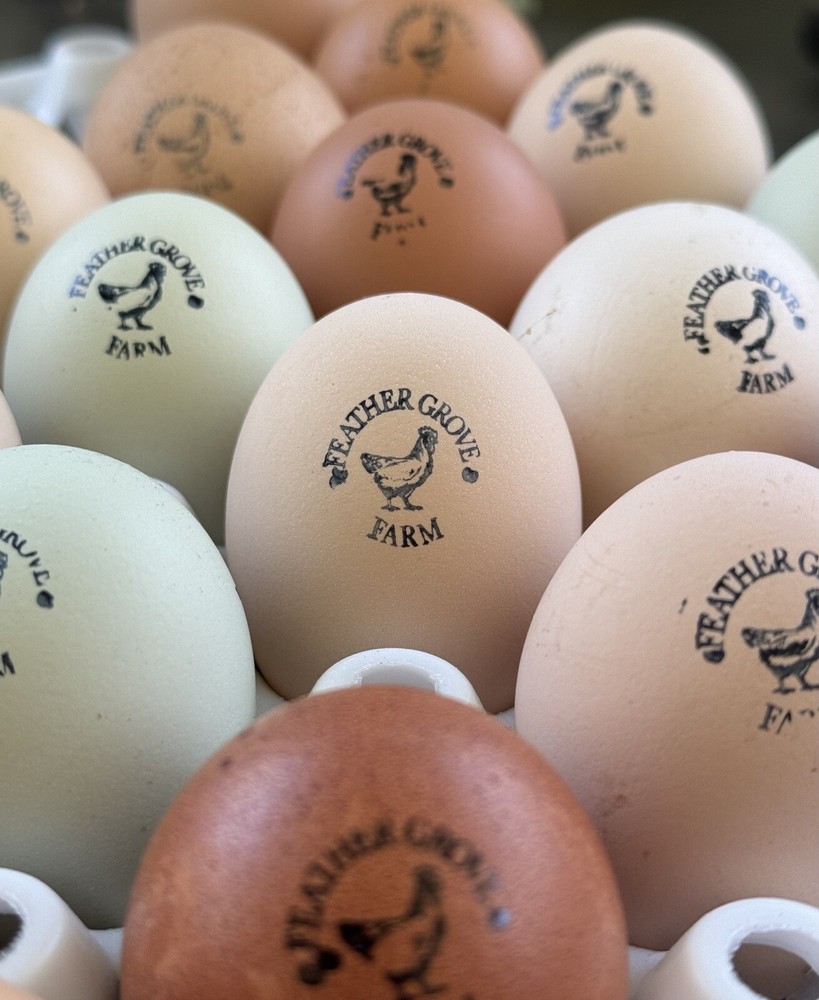 6+ Organically Raised Fertile Easter Egger Chicken Hatching Eggs