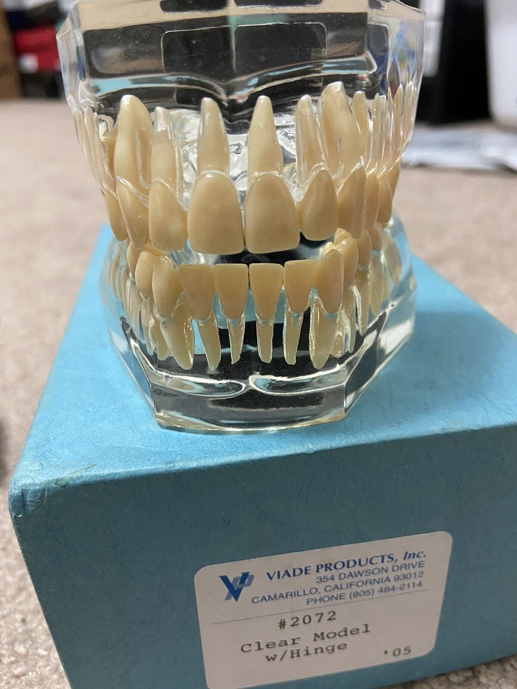 Vintage 2005 Viade 2072 Typodont Teeth