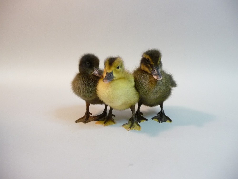 Golden 300 (Duck) Hatching eggs ( One Dozen)