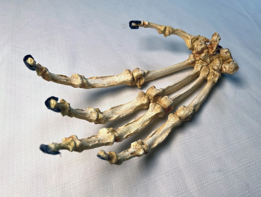 Bornean Orangutan Hand Articulated Replica
