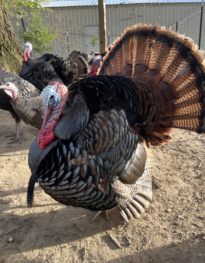 6 RIO GRANDE TURKEY EGGS