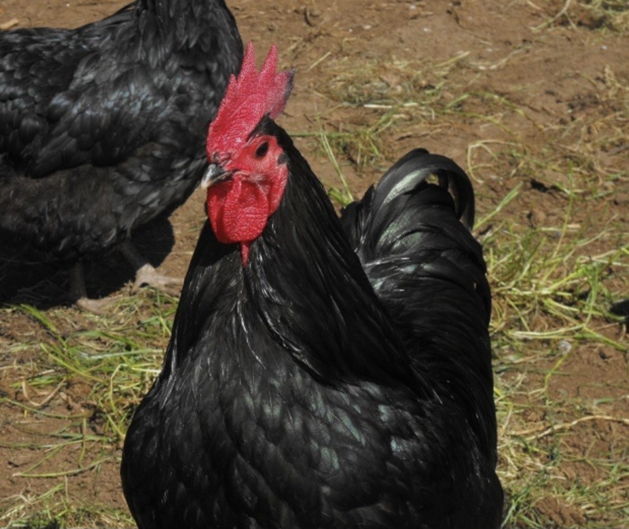 6pack Rare BBS AUSTRALORP chicken hatching eggs