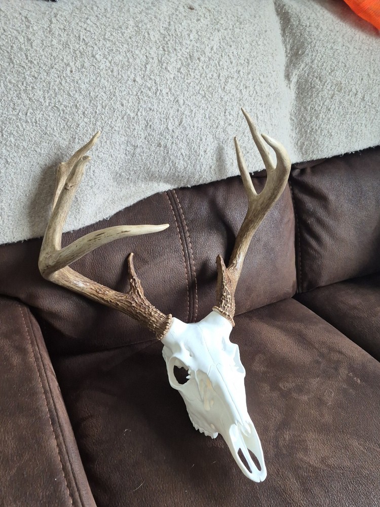 Whitetail Shed/mount Kit