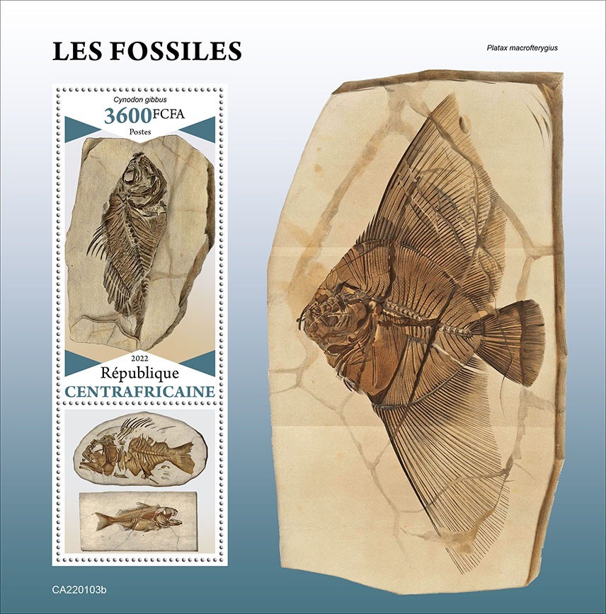 Fossils