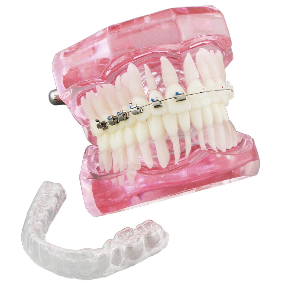 Dental Typodont Model Self-ligating Metal Bracket Ceramic Transparent Retainer