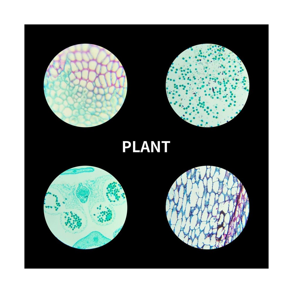 100Pcs Prepared Microscope Slides Set Professional Specimens for Kids Student...