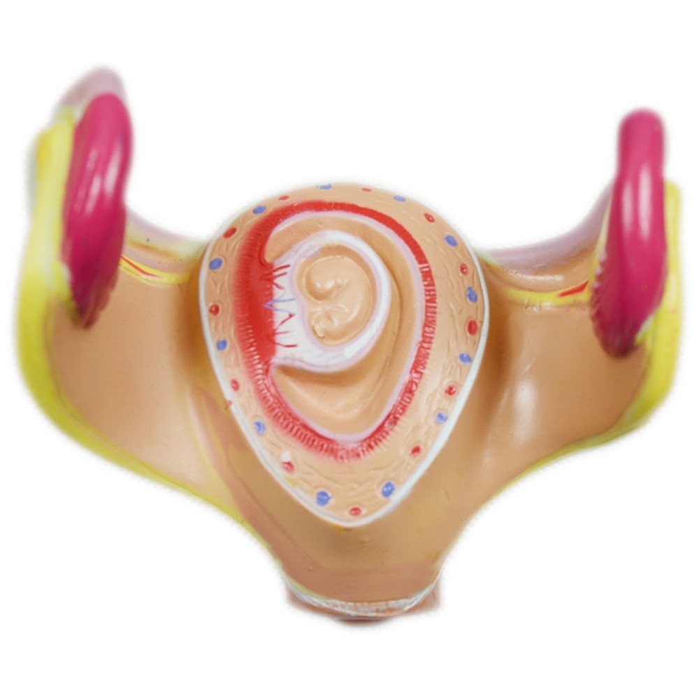 8 Pcs/set PVC Human Anatomical Embryonic Development Process Teaching Model