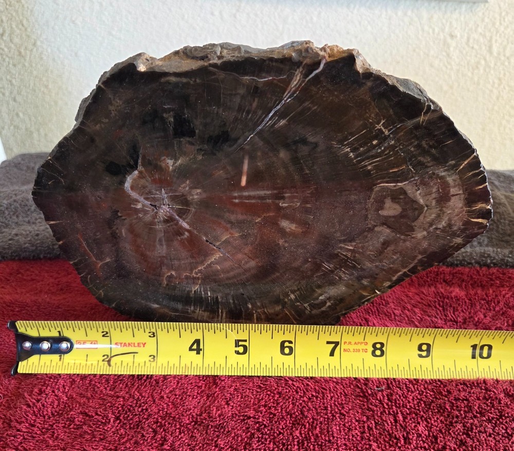 Arizona Black Forest polished petrified wood chunk