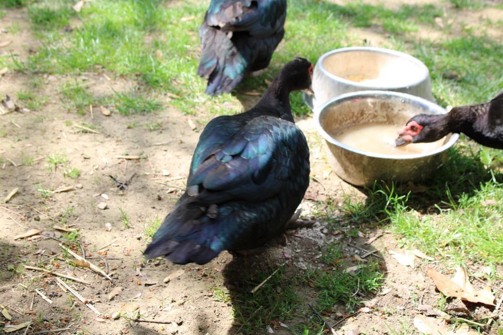 Exhibition Quality Muscovy Hatching Eggs 96% solid BLACK ducks only 12 eggs