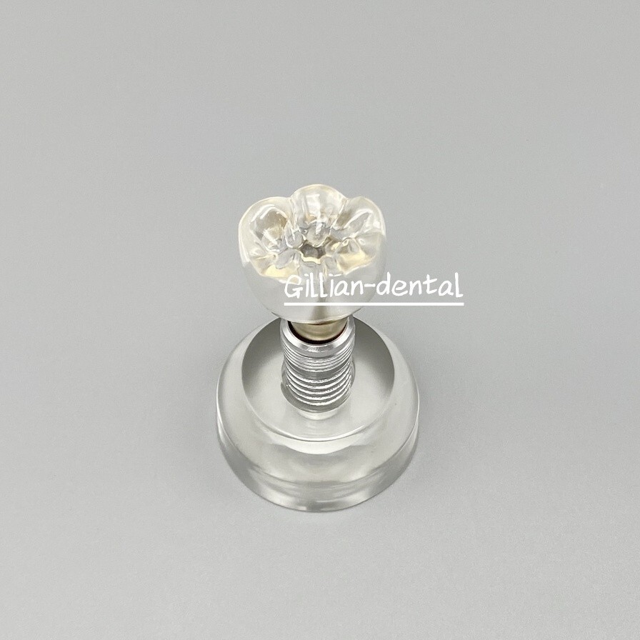 Dental Implant Model Detachable M2020 Demonstration Teeth Study Teach Models