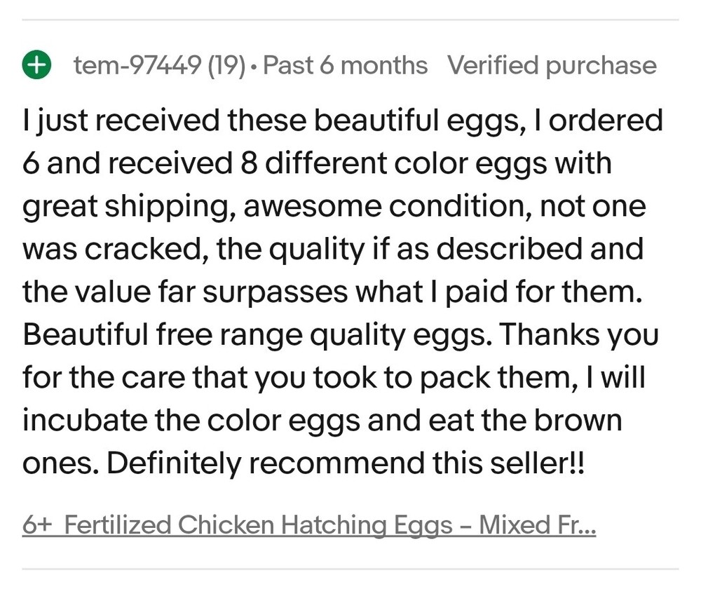 6+ Fertilized Ameraucana Chicken Eggs