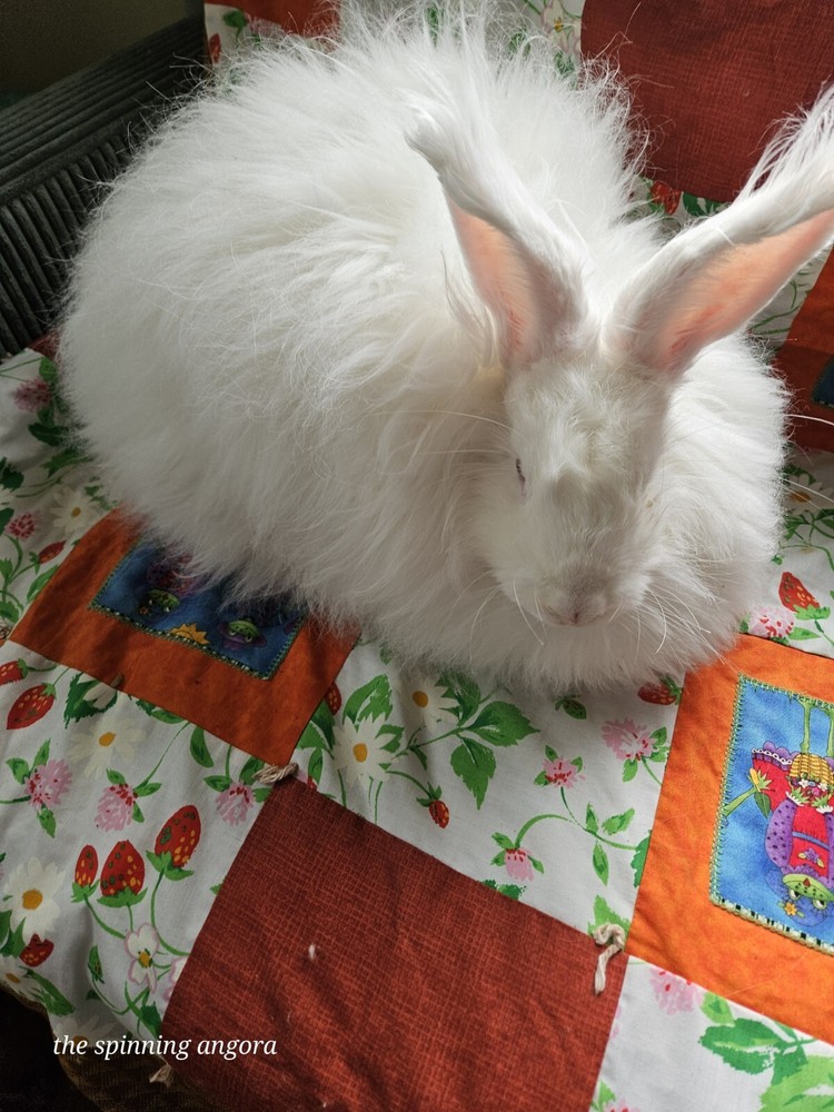 Angora Spinning Wool