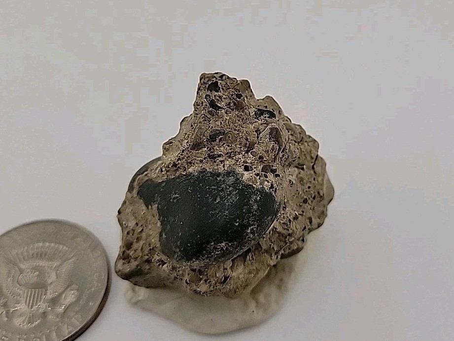 Real Permineralized Reptile Egg Fossil