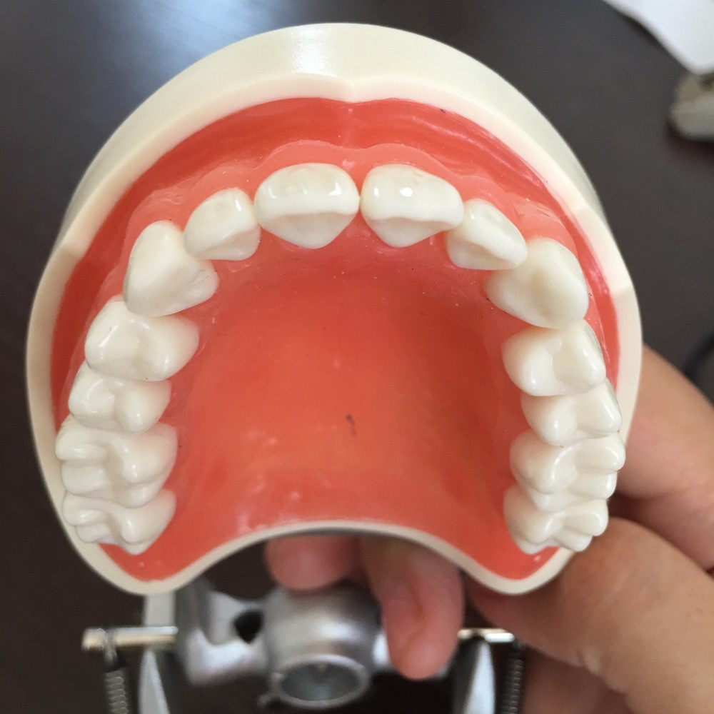 Dental Study Standard Typodont Demonstration Teeth Model Kilgore Nissin Type