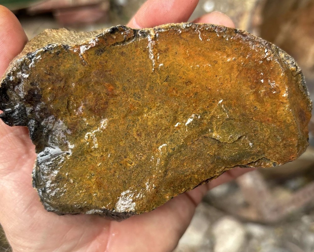 Tempskya petrified Palmwood