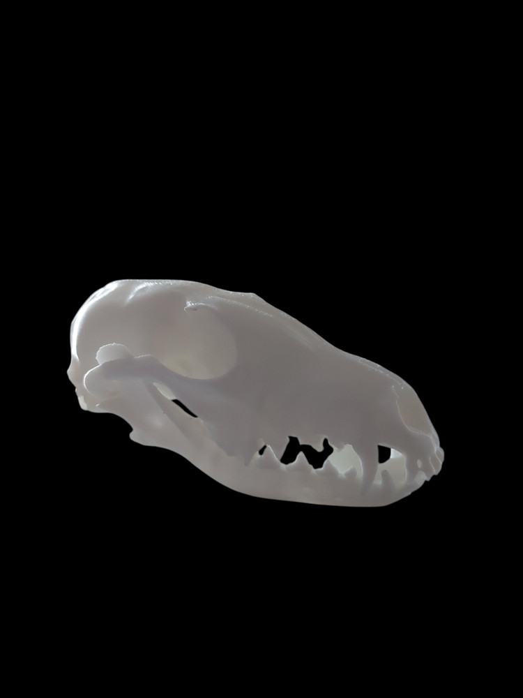 Life Size Replica Fox Skull - 3D Printed Realistic Replica, Gothic Decor