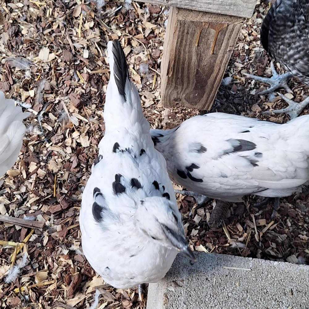 F2 Zombie Hatching Eggs (6) NPIP Certified