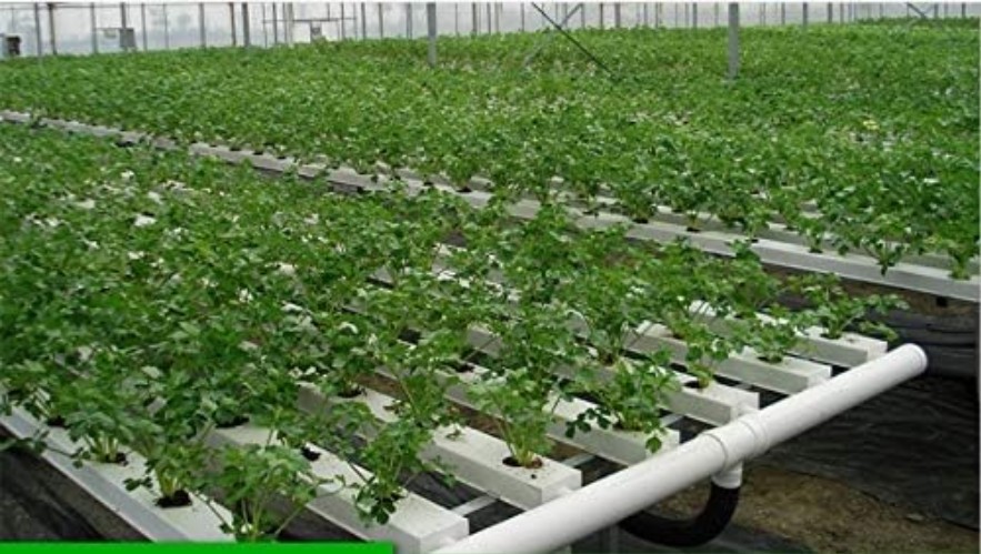 Rockwool Grow Cubes Starter Sheets for Cloning Seed Starting Hydroponic