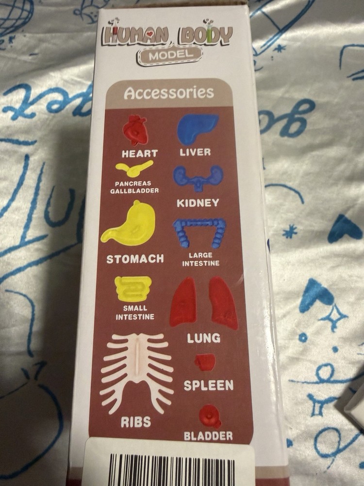 HUMAN MODEL EDUCATIONAL ANOTOMY TEACHING TOOL