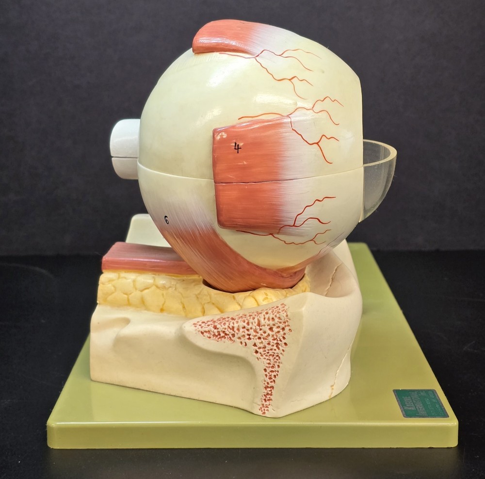 SOMSO Anatomical Model Human Eye On Base Germany Oddity & Curiosities Teaching