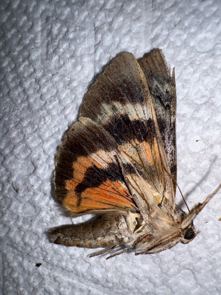 BY5 - BEAUTIFUL RED ILIA UNDERWING CATACOLA MOTH 3