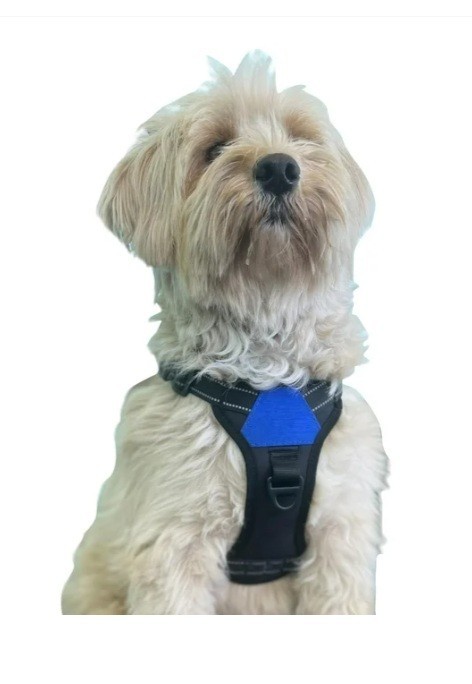North Star Dog Harness Medium New Black and Grey