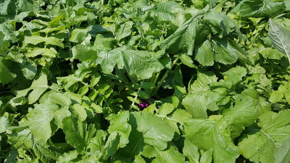 JACKPLOT DEER & WILDLIFE Food Plot Seed 5 lbs (1 acre) Turnip, Clover, Brassica