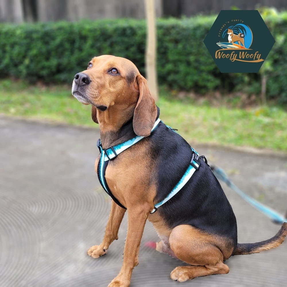 Casual H Dog Harness No-Pull Pet Harness with 2 Leash Clips Adjustable Soft P...