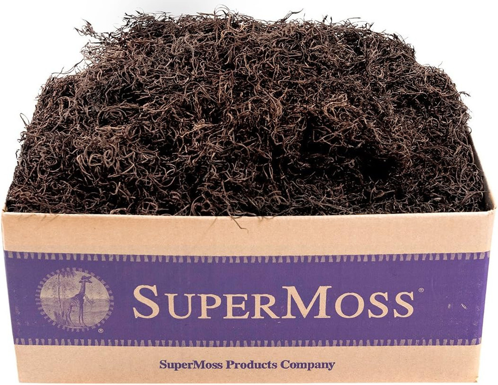 (27016) Spanish Moss Preserved, Coffee, 3Lbs
