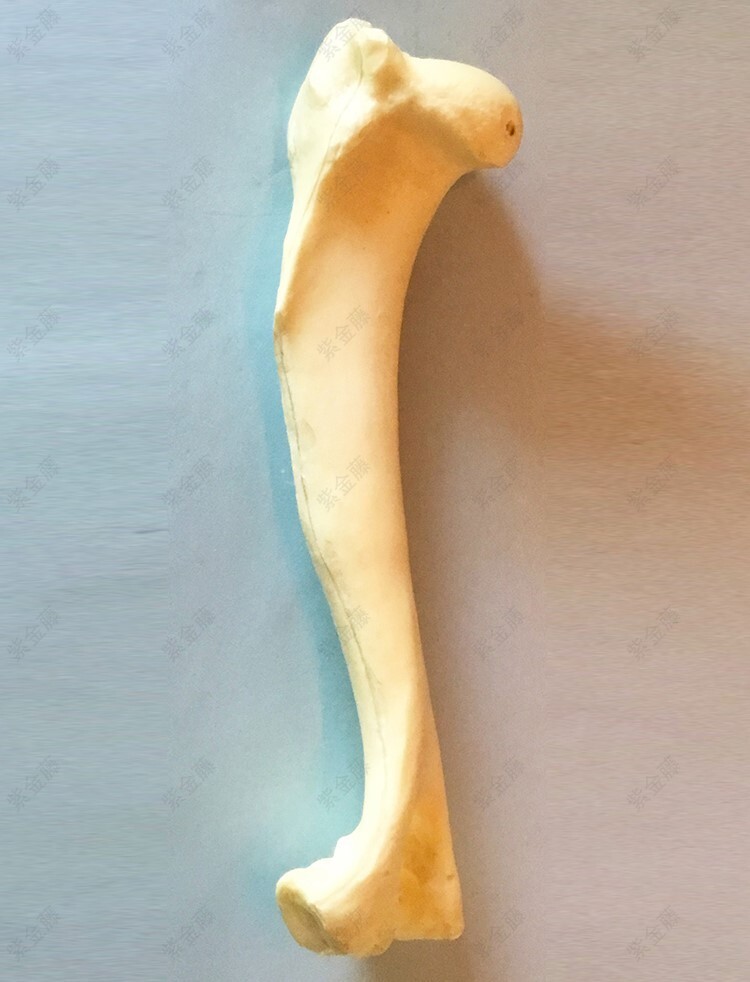 RS Canine HUMERUS Anatomical Model Veterinary Anatomy Dog DISPLAY STURDY