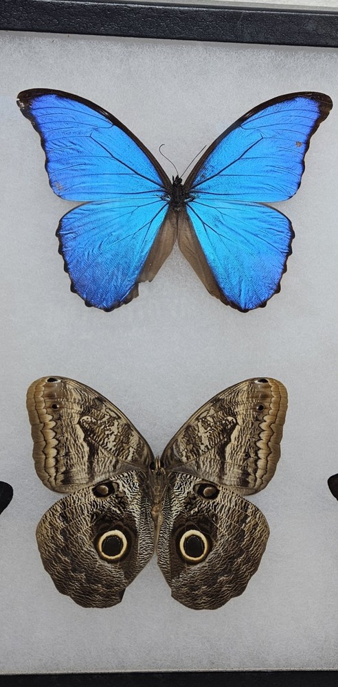 Real framed Butterfly collection #10