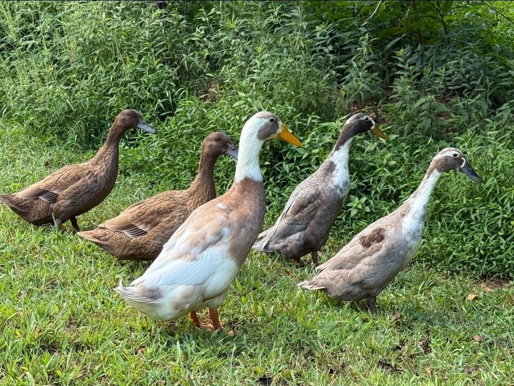 6+ Eggs Indian Runner & Campbell fertilized duck eggs