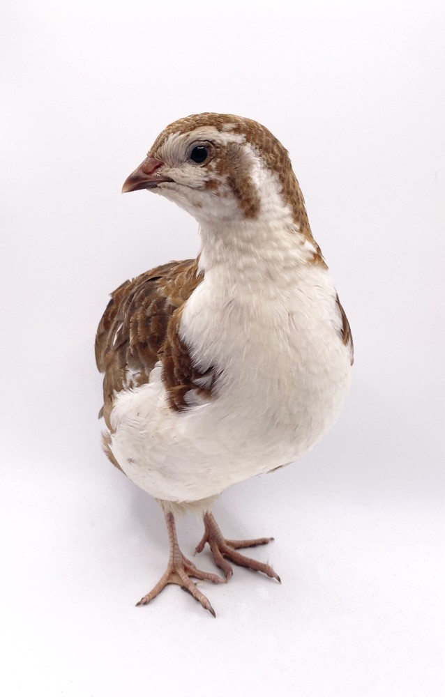 40++ Celadon Blue Coturnix Quail Hatching Eggs - Tuxedo, White, Red Range + More