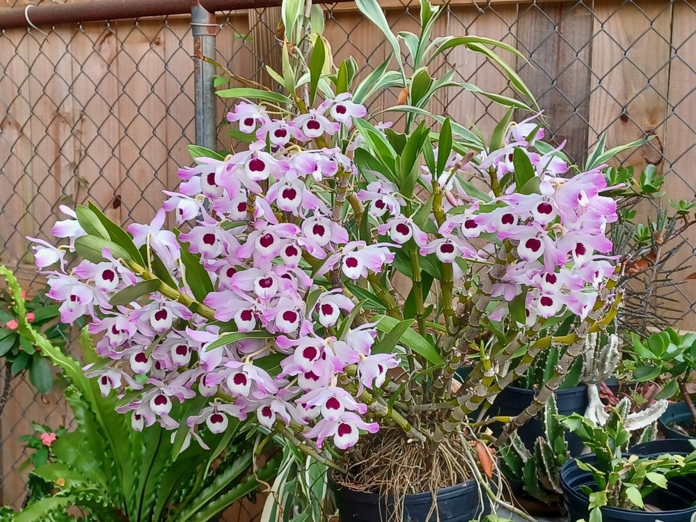 Dendrobium Nobile Orchid Keikis