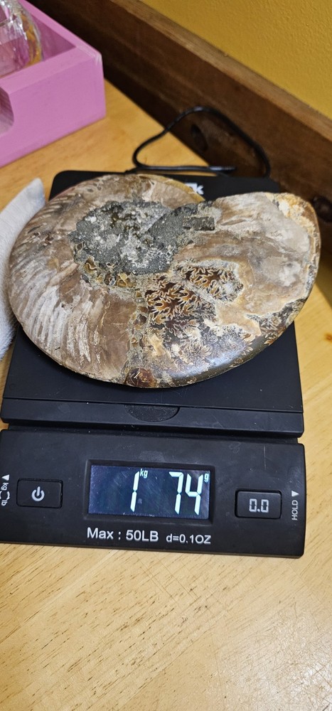 Ammonite Natural Pair
