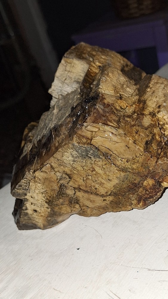 petrified wood log