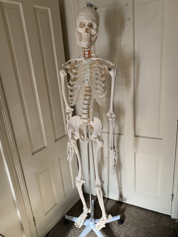 Fantastic Human Skeleton Model