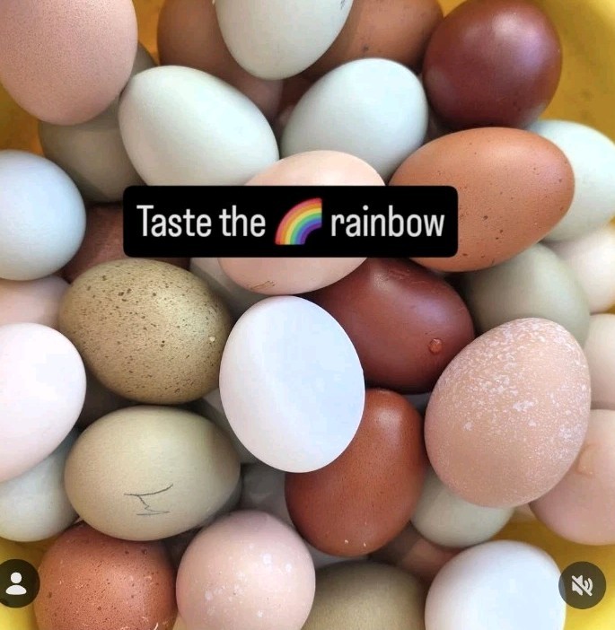 8 +Rainbow Layer Frizzled Hatching Eggs Npip Cert