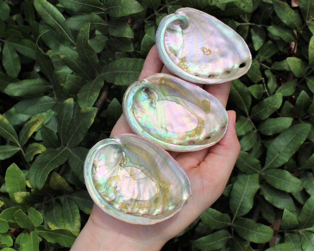 10 Pack Small Abalone Shell Gift Box: Natural Shells For Smudging, Crafting, etc
